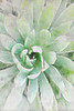 Rustic Succulent I  Poster Print by Irena Orlov # OR348A