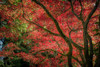 Autumn Beauty Poster Print by Tim Oldford # O395D