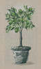 Lime Tree Poster Print by Julie Norkus # NOR145
