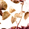 Fall Universal Leaves 2 Poster Print by Milli Villa # MVSQ587B2