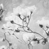 Tree of White Flowers BW 2 Poster Print by Milli Villa # MVSQ502B