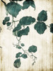Hanging Leaves 2 Poster Print by Milli Villa # MVRC627B