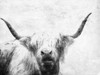 The Bull Look BW Poster Print by Milli Villa # MVRC644A2