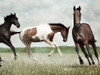 Running Horses 4 Poster Print by Milli Villa # MVRC619D