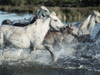 Running Horses Poster Print by Milli Villa # MVRC619A