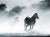 Running Horses 2 Poster Print by Milli Villa # MVRC619B
