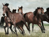 Running Horses 3 Poster Print by Milli Villa # MVRC619C