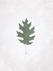 Washed Simple Leaf Poster Print by Mlli Villa # MVRC570A