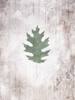 Washed Leaf Poster Print by Mlli Villa # MVRC569A