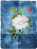 Flower Page Three Blue Poster Print by Mlli Villa # MVRC447C2