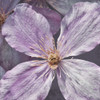 Lavender Explosion 2 Poster Print by Marcus Prime # MPSQ275B