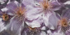 Lavender Explosion 3 Poster Print by Marcus Prime # MPRN063B