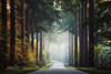 Mysterious Roads    Poster Print by Martin Podt # MPP504