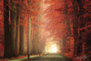 Way to Red           Poster Print by Martin Podt # MPP490