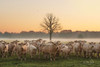 Just Come Cows and A Dead Tree Poster Print by Martin Podt # MPP481