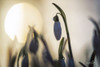Backlit Snowdrop Poster Print by Martin Podt # MPP595