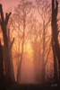 Mysterious Mood Poster Print by Martin Podt # MPP672
