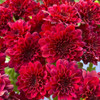 Red Blooms I Poster Print by Grayscale Grayscale # MJMFLO00158