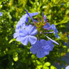 Blue Blooms I Poster Print by Grayscale Grayscale # MJMFLO00167
