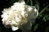 White Peony In Spring  Poster Print by Michelle Calkins # MCK117026