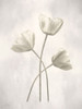 Bleached Tulips II Poster Print by Lori Deiter # LD2212