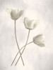 Bleached Tulips III Poster Print by Lori Deiter # LD2213