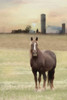 Jackson Horse Poster Print by Lori Deiter # LD2195
