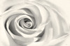 Rose II Poster Print by Lori Deiter # LD2134