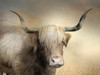 Highland Cow in Golden Grass Poster Print by Lori Deiter # LD2278