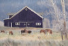 Old Navy Barn with Horses     Poster Print by Lori Deiter # LD1961