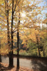 Autumn Light at Letchworth   Poster Print by Lori Deiter # LD1980