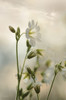 White Wildflowers II Poster Print by Lori Deiter # LD2114