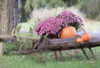 Fall Display Poster Print by Lori Deiter # LD1940