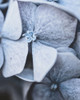 Blue Hydrangea Close Up Poster Print by Leah Straatsma # LSRC147