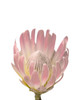 Blush Protea Poster Print by Leah Straatsma # LSRC137A