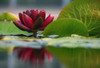 Lily Reflections II Poster Print by Leda Robertson # LB006A