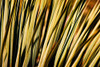 Desert Grasses II Poster Print by Leda Robertson # LB093A