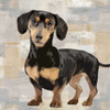 Dachshund Poster Print by Keri Rodgers # KG114633