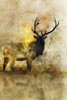 Calm Deer I Poster Print by Ken Roko # KX016A