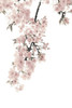 Pink Blossoms on White II Poster Print by Kate Bennett # KTB116641