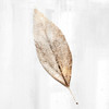 Golden Leaf 1 Poster Print by Kimberly Allen # KASQ2054A