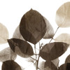 Chocolate Leaves 1 Poster Print by Kimberly Allen # KASQ2120A