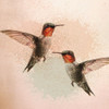 Hummingbird Flight Poster Print by Allen Kimberly # KASQ1893B