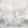 Baby Llama Bath Poster Print by Allen Kimberly # KASQ1835E