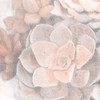Dusty Pink Succulents 2 Poster Print by Allen Kimberly # KASQ1625B2