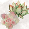 Succulent Summer 2 Poster Print by Allen Kimberly # KASQ1630B
