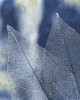 Transparent Leaves 2 Poster Print by Allen Kimberly # KARC1833B