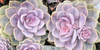 Succulents Poster Print by Kimberly Allen # KARN414A