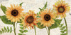 Sunflower Letters Poster Print by Kimberly Allen # KARN396