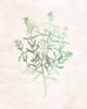 Watercolor Herb 2 Poster Print by Allen Kimberly # KARC1737B